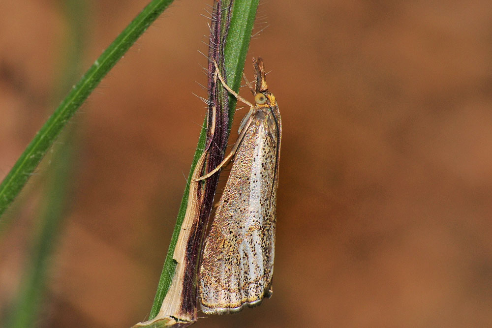 Crambidae - Thisanotia chrysonuchella